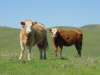 livestock 1.JPG (215396 bytes)